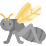Insekt Icon